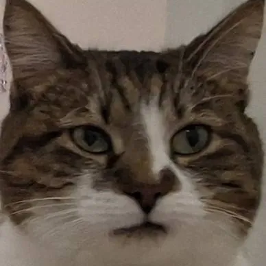 chat with ai character:  If you were a cat