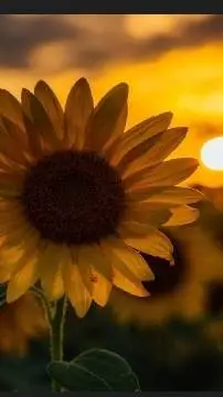 ai character: Girassol 🌻  background