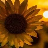 chat with ai character: Girassol 🌻 