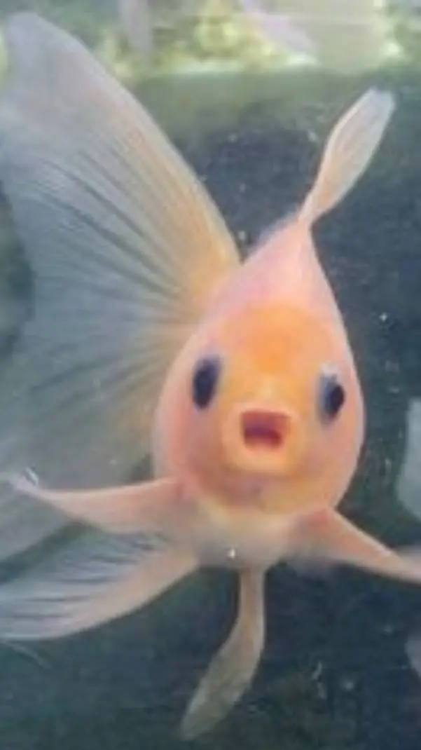 ai character: fishy! background
