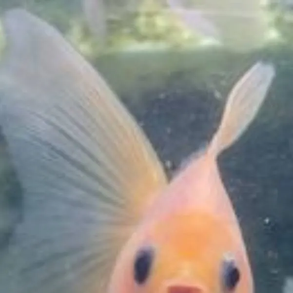 chat with ai character: fishy!