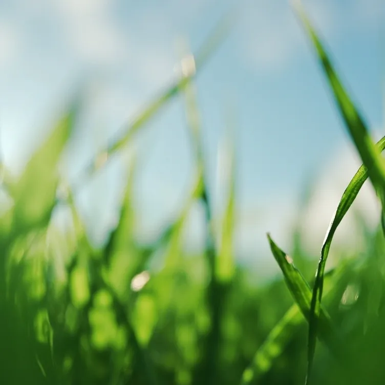 chat with ai character: Green Grass