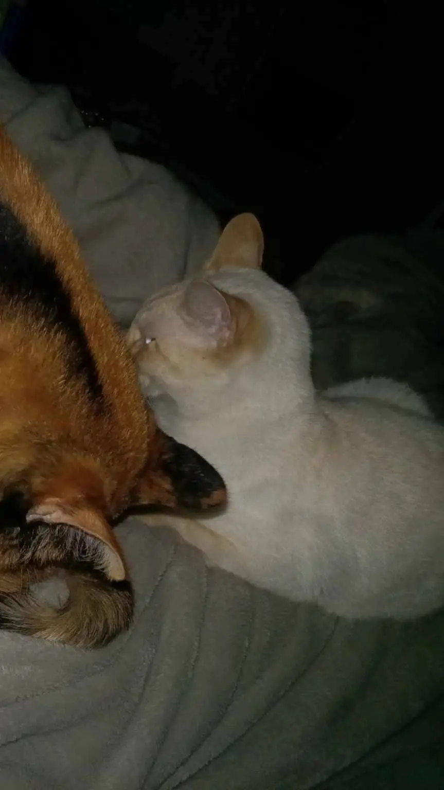 ai character: Mango x nugget background