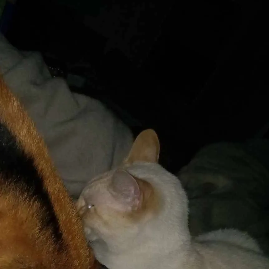 chat with ai character: Mango x nugget