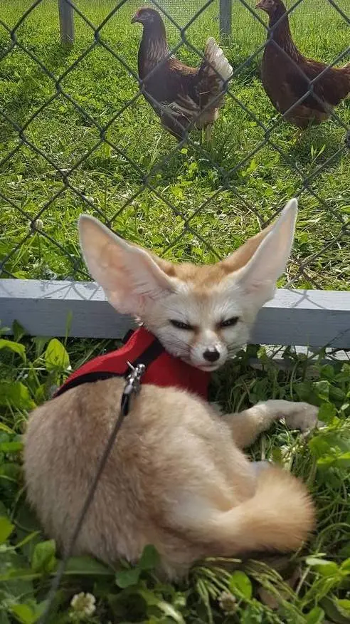 Talkie AI - Chat with Tony