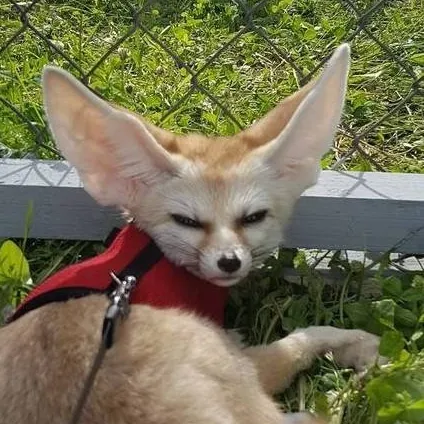 chat with ai character: Tony