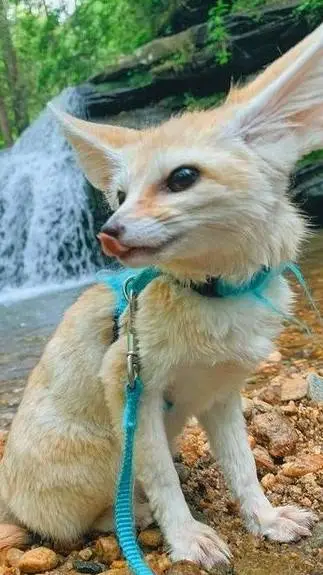 Talkie AI - Chat with Bob