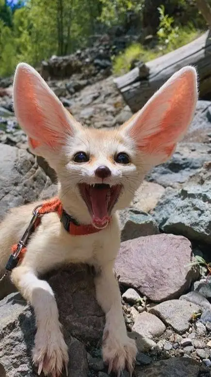 Talkie AI - Chat with Ted/Mingau