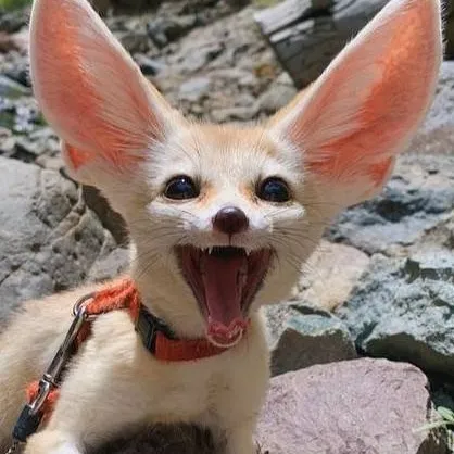 chat with ai character: Ted/Mingau