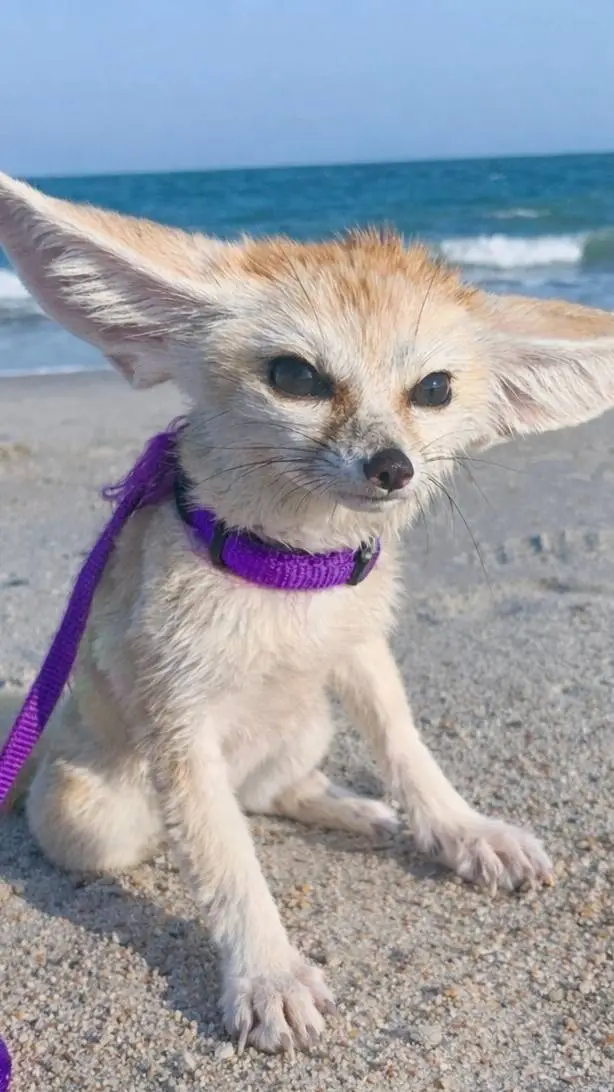 Talkie AI - Chat with Bidu