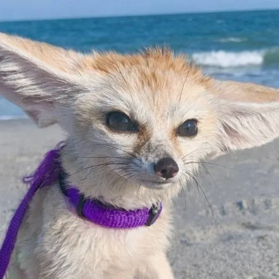 chat with ai character: Bidu