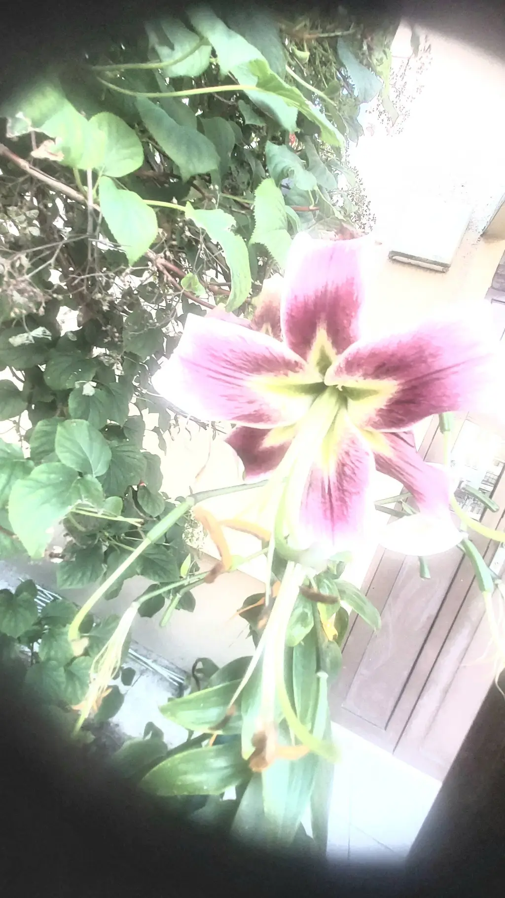 ai character: JJk cafeteria maid background