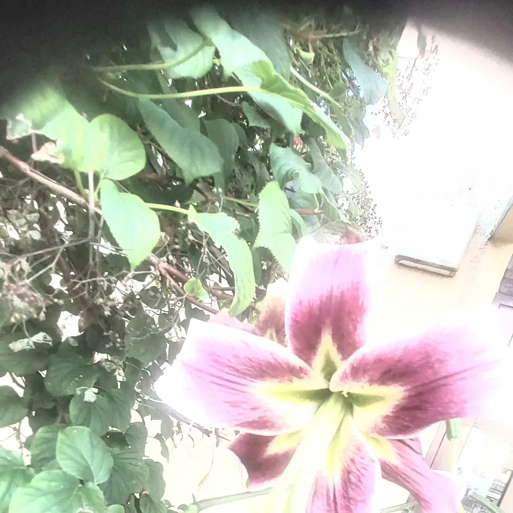 chat with ai character: JJk cafeteria maid