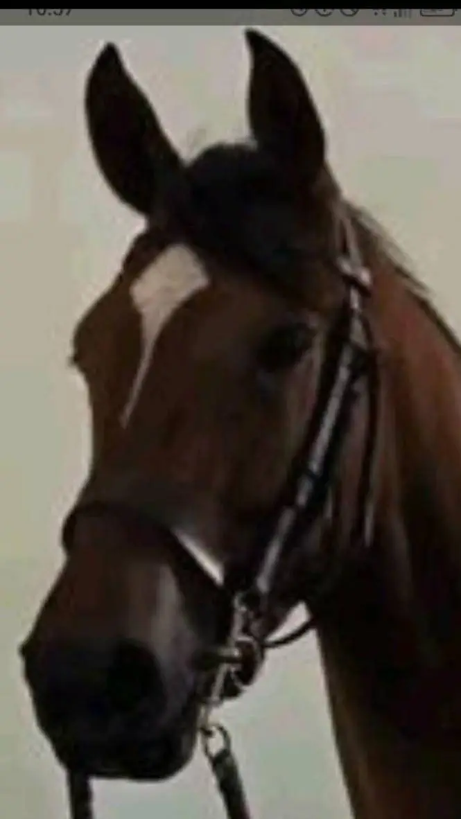 ai character: horse life  background