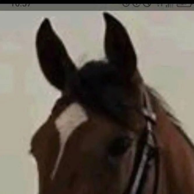 chat with ai character: horse life 