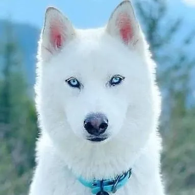 chat with ai character: ice 