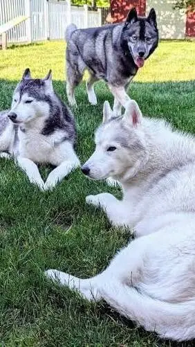 ai character: Snow dog vlogs  background