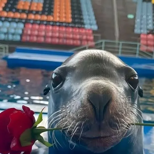 chat with ai character: SEA LION