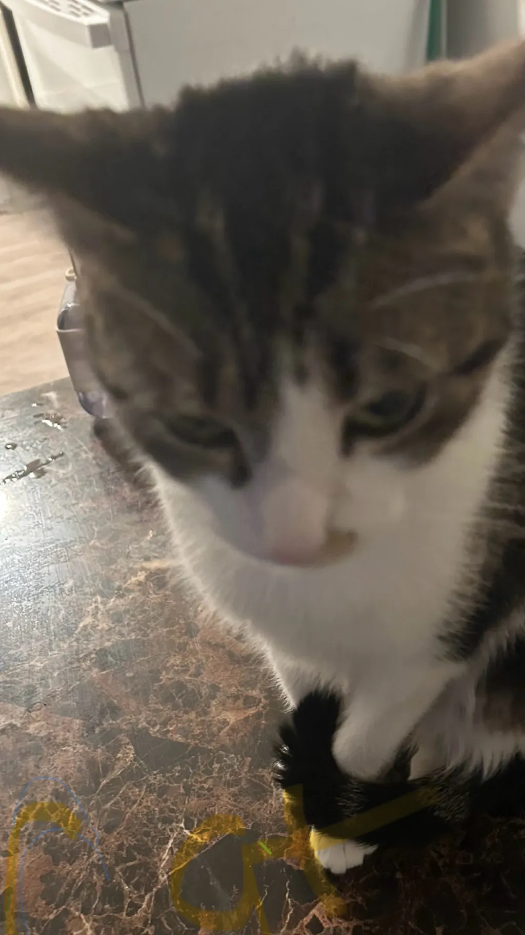 ai character: Cat background