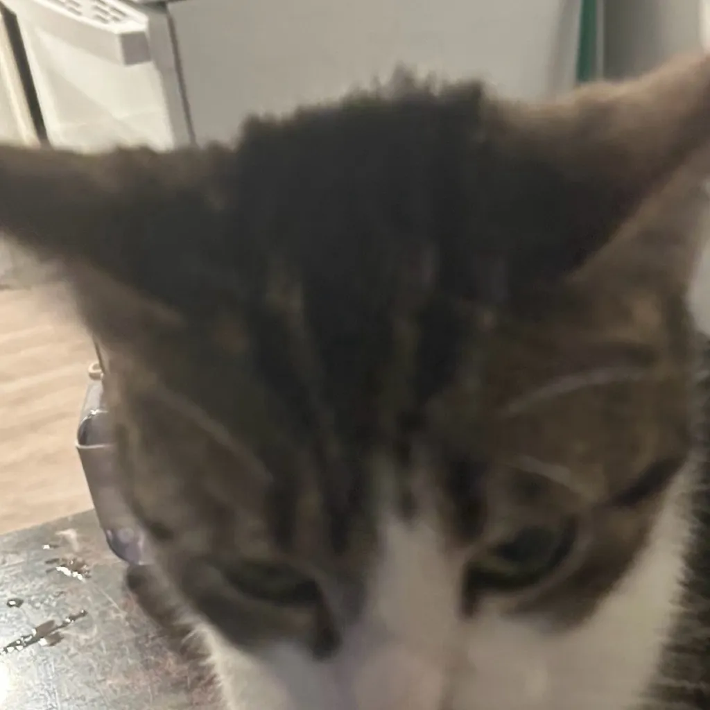 chat with ai character: Cat