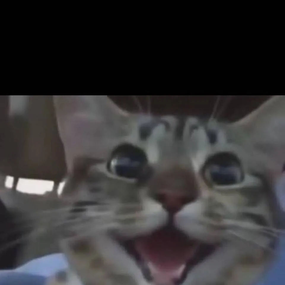 chat with ai character: gato  miau miau 