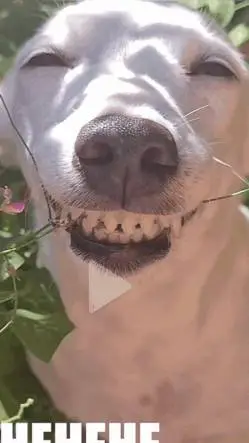 ai character: perro jajaja  background