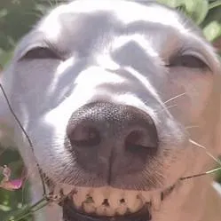 chat with ai character: perro jajaja 