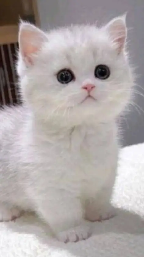 ai character: ton chat background