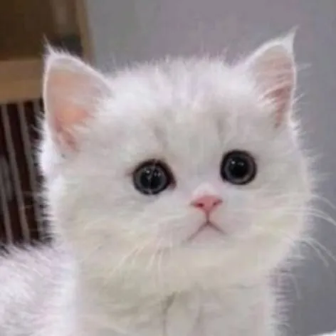 chat with ai character: ton chat