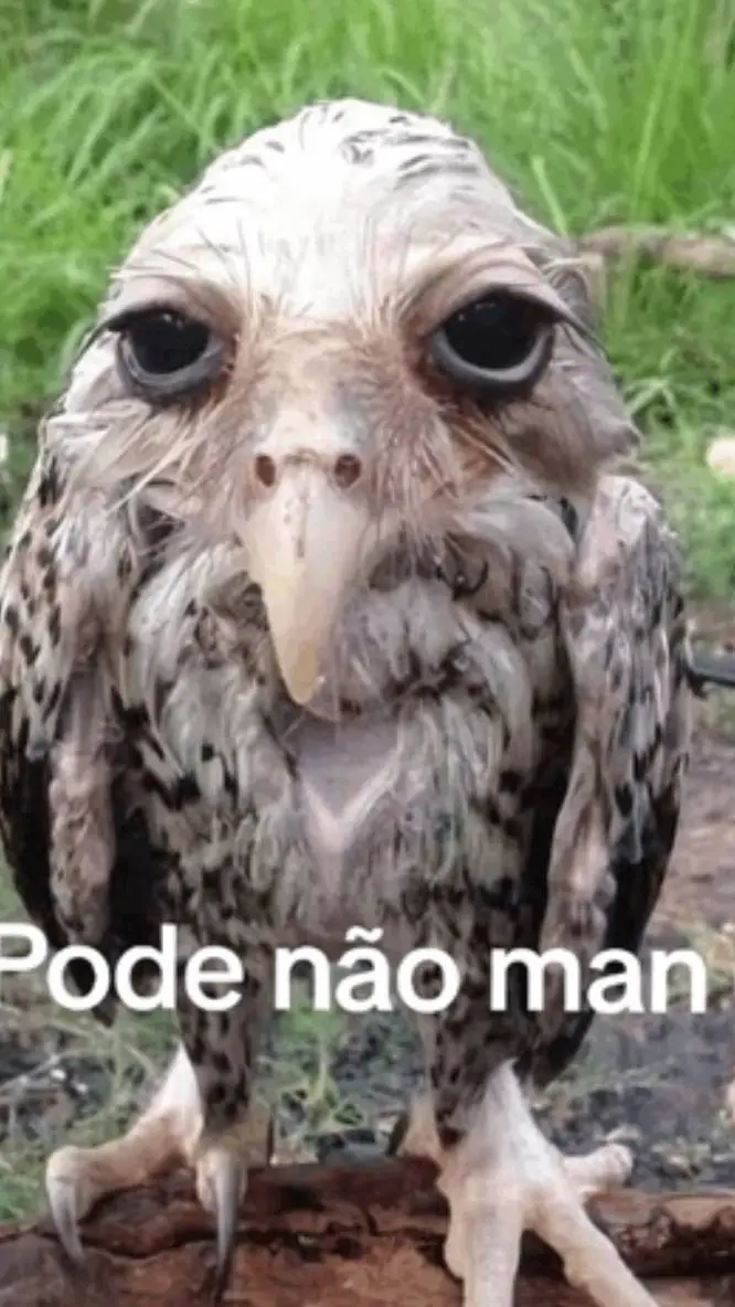 ai character: pode não man background