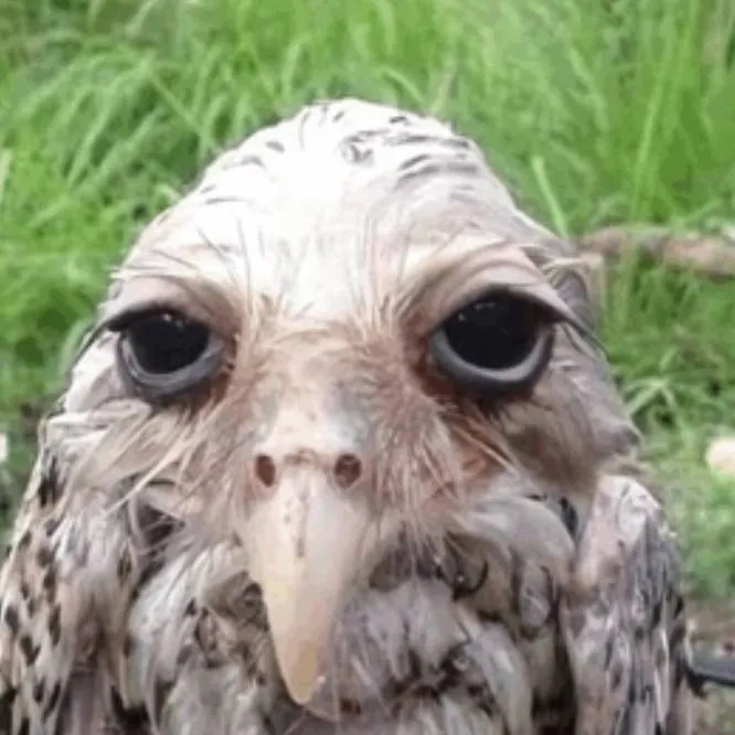 chat with ai character: pode não man