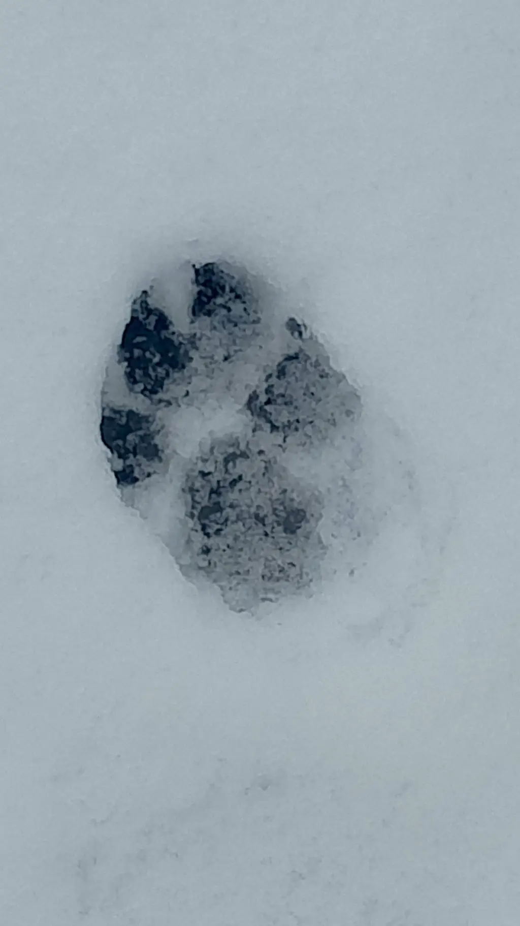 ai character: собака background