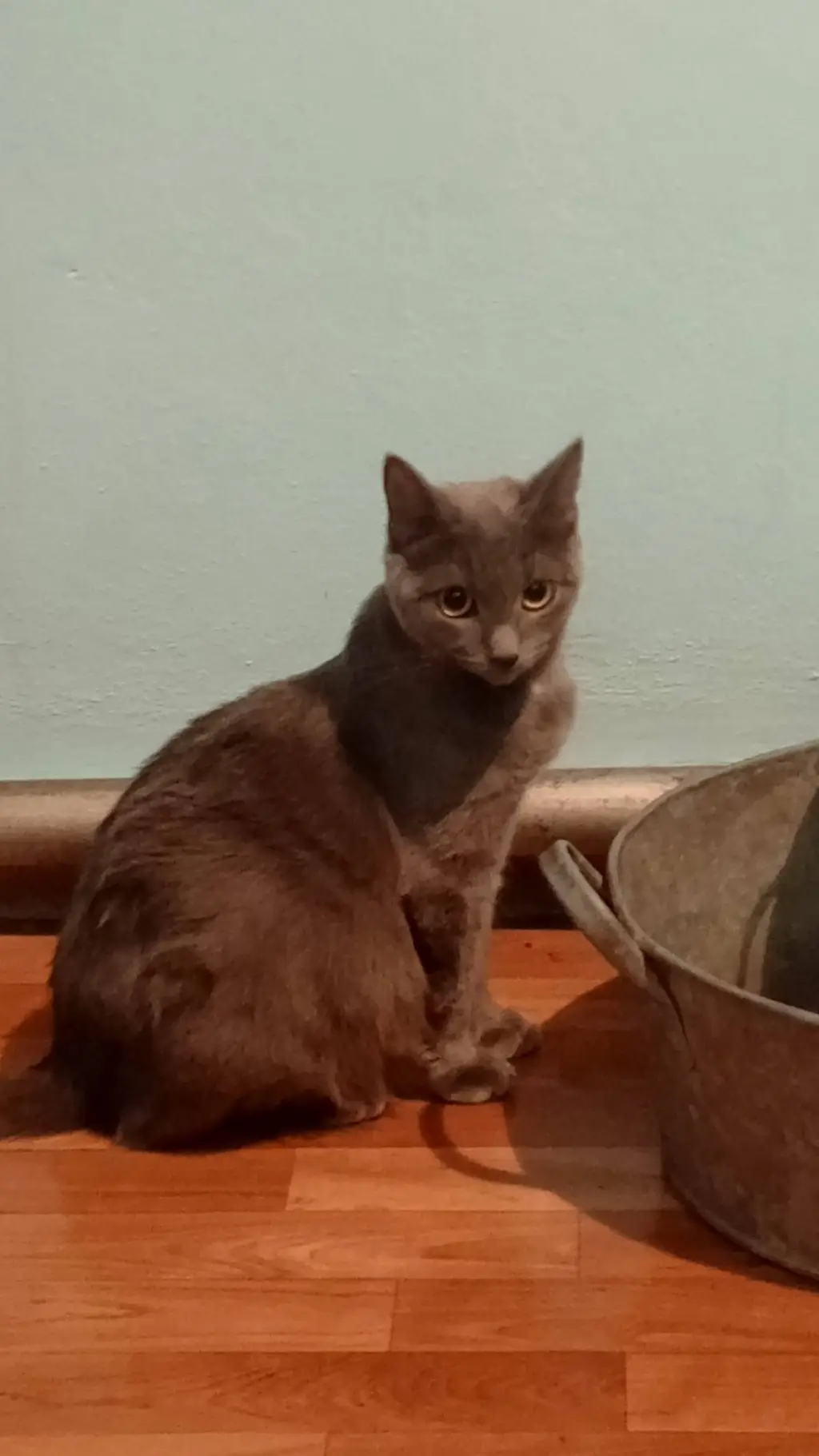 ai character: кошка  background