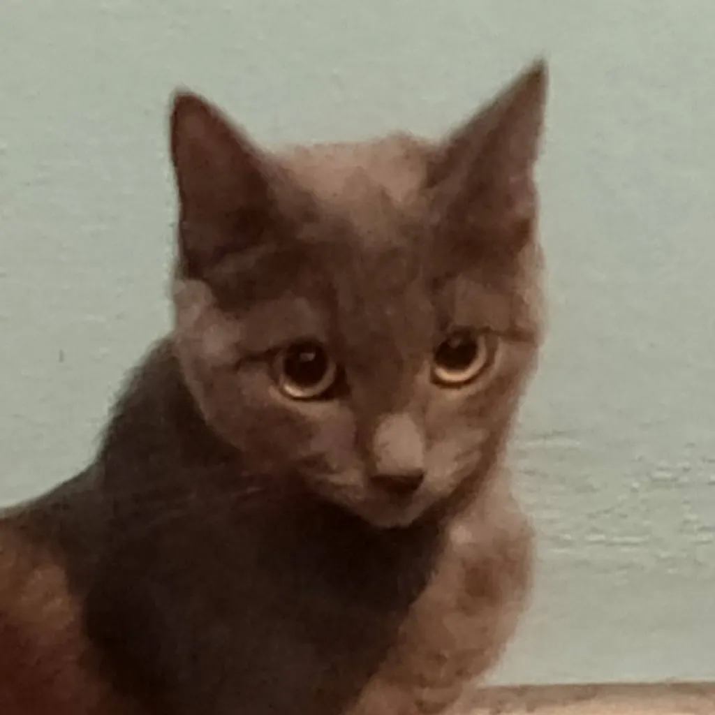 chat with ai character: кошка 