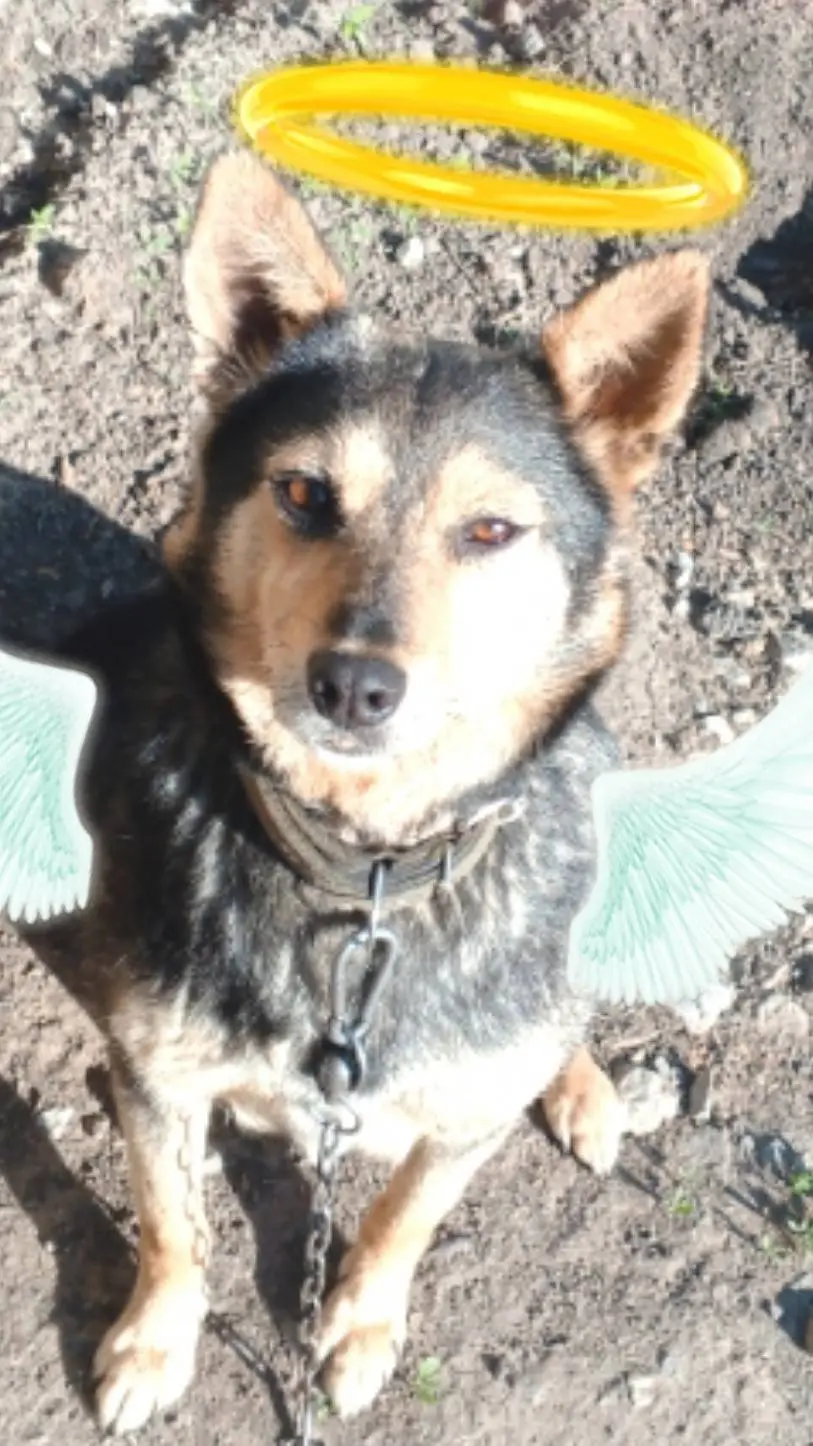 ai character: лада  background