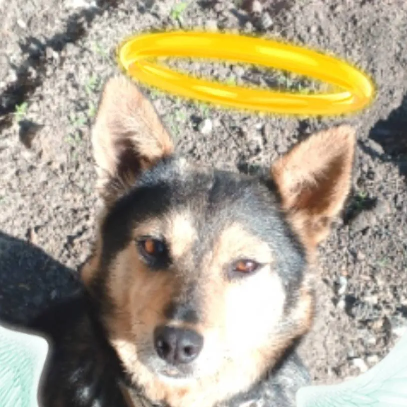 chat with ai character: лада 