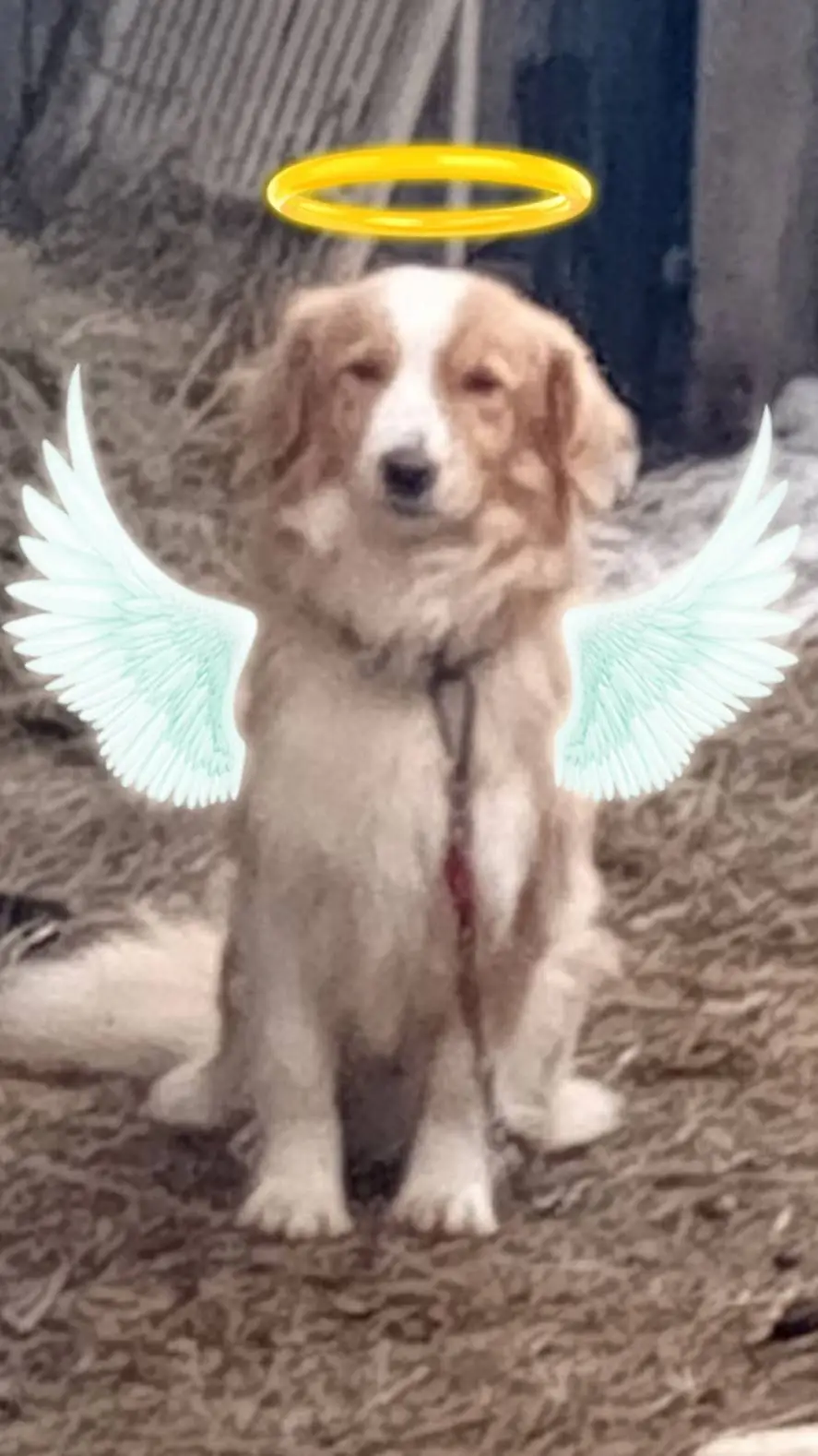 ai character: собака  background