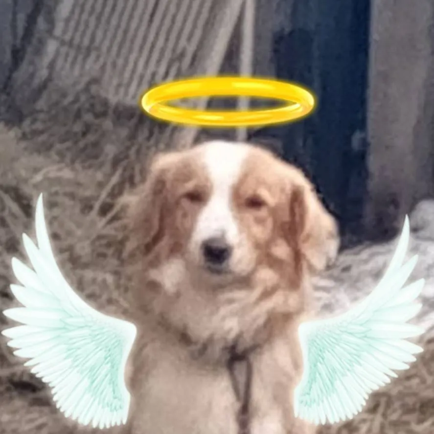 chat with ai character: собака 