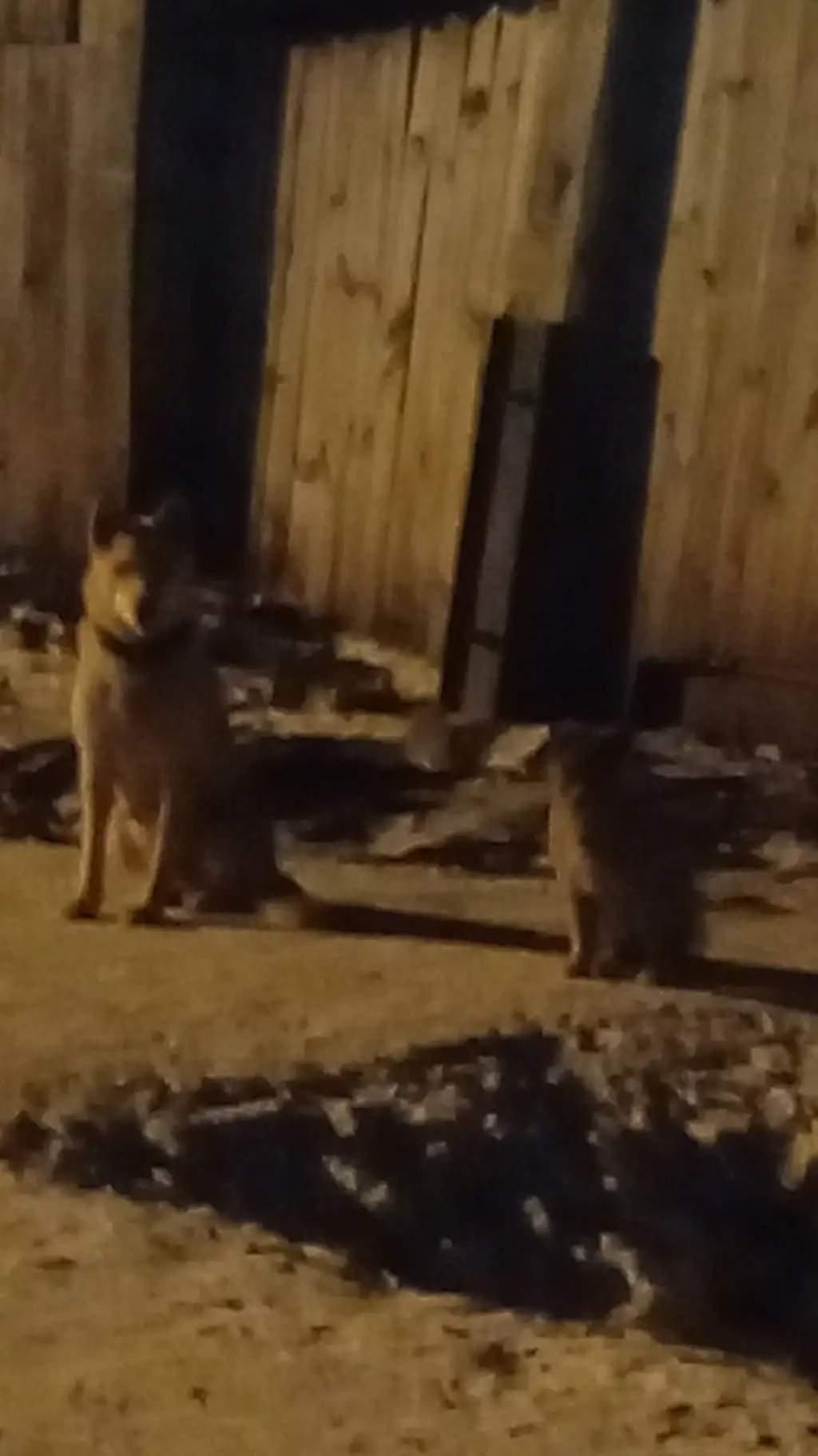 ai character: собака  background