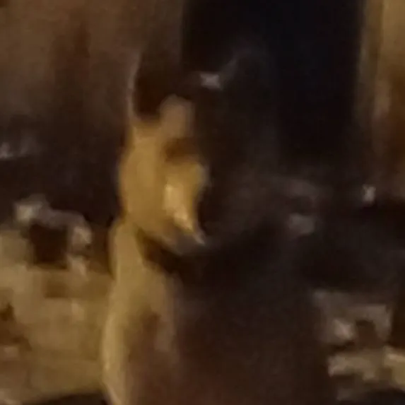 chat with ai character: собака 