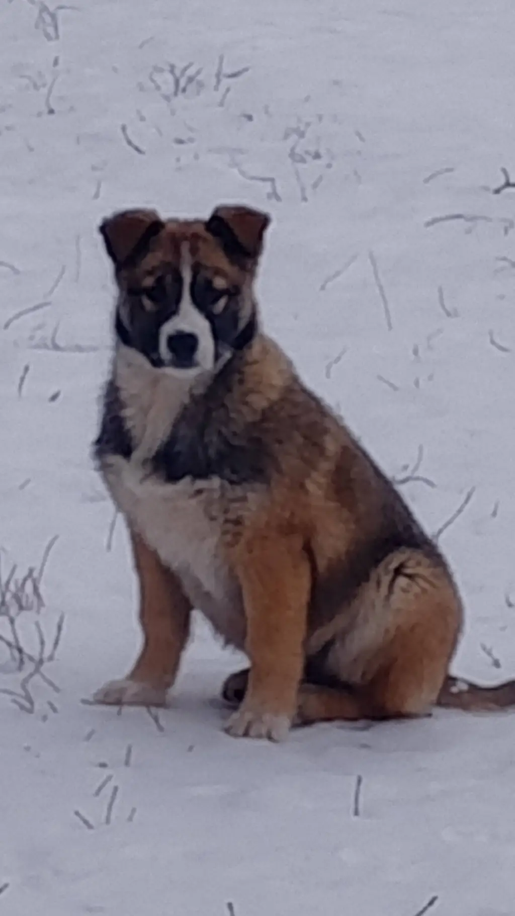 ai character: альфа background