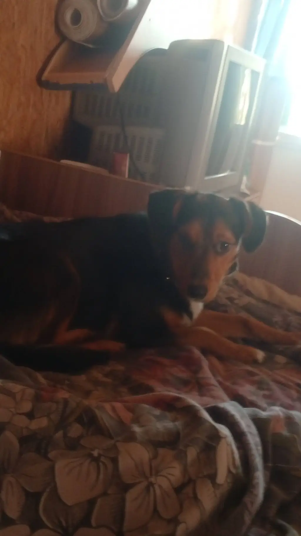 ai character: пипа,❤️‍🩹 background