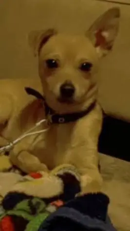 ai character: буся,🤍 background