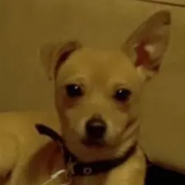 chat with ai character: буся,🤍