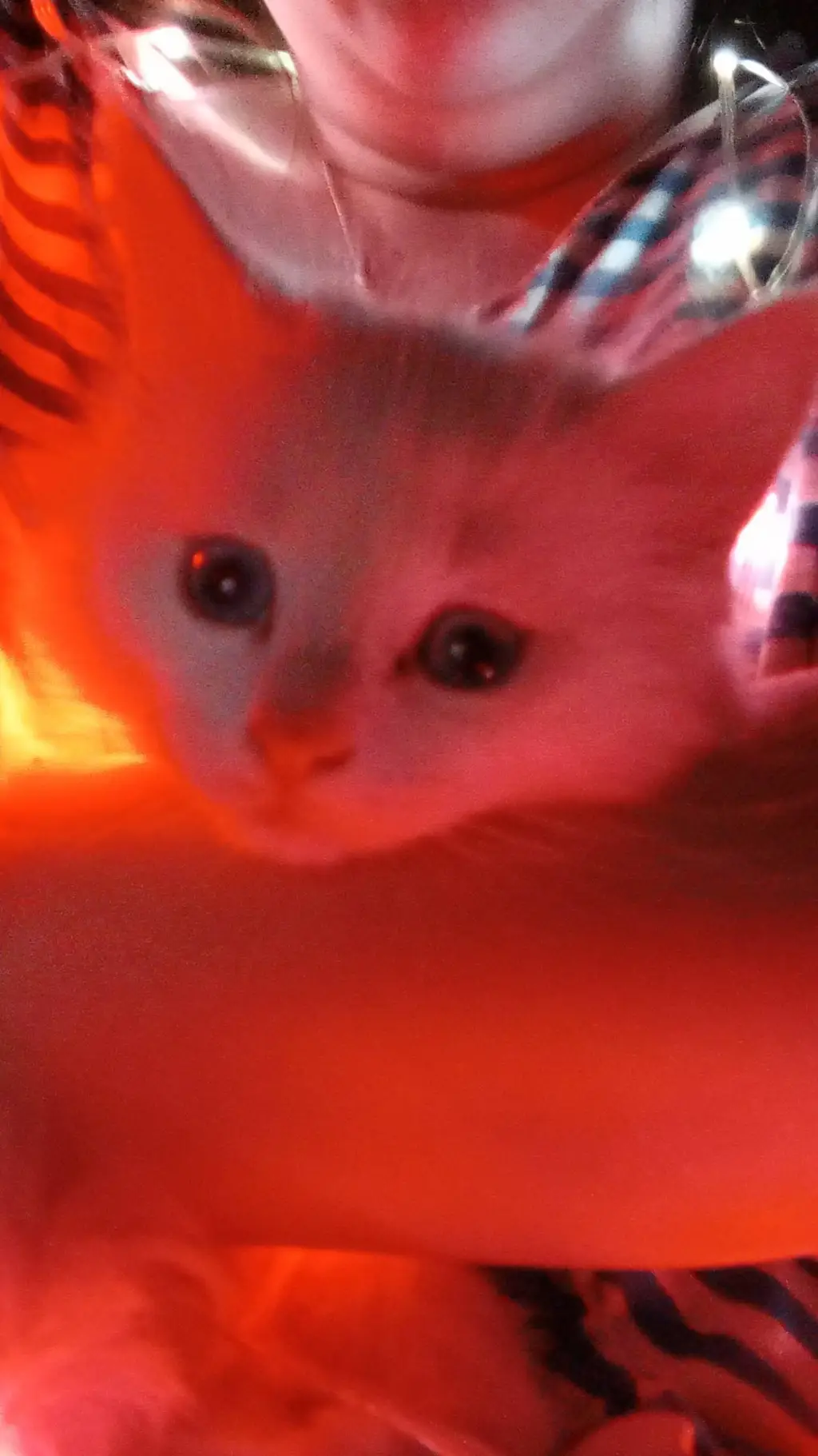 ai character: 🧸,кошка,🐾 background