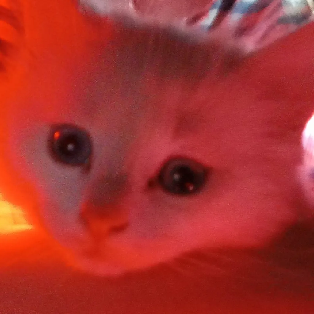 chat with ai character: 🧸,кошка,🐾