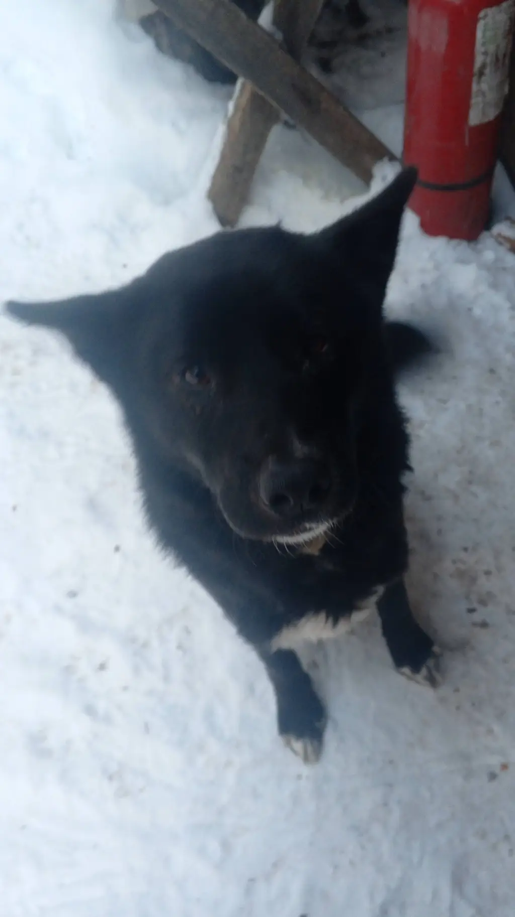 ai character: 🐕‍🦺  background