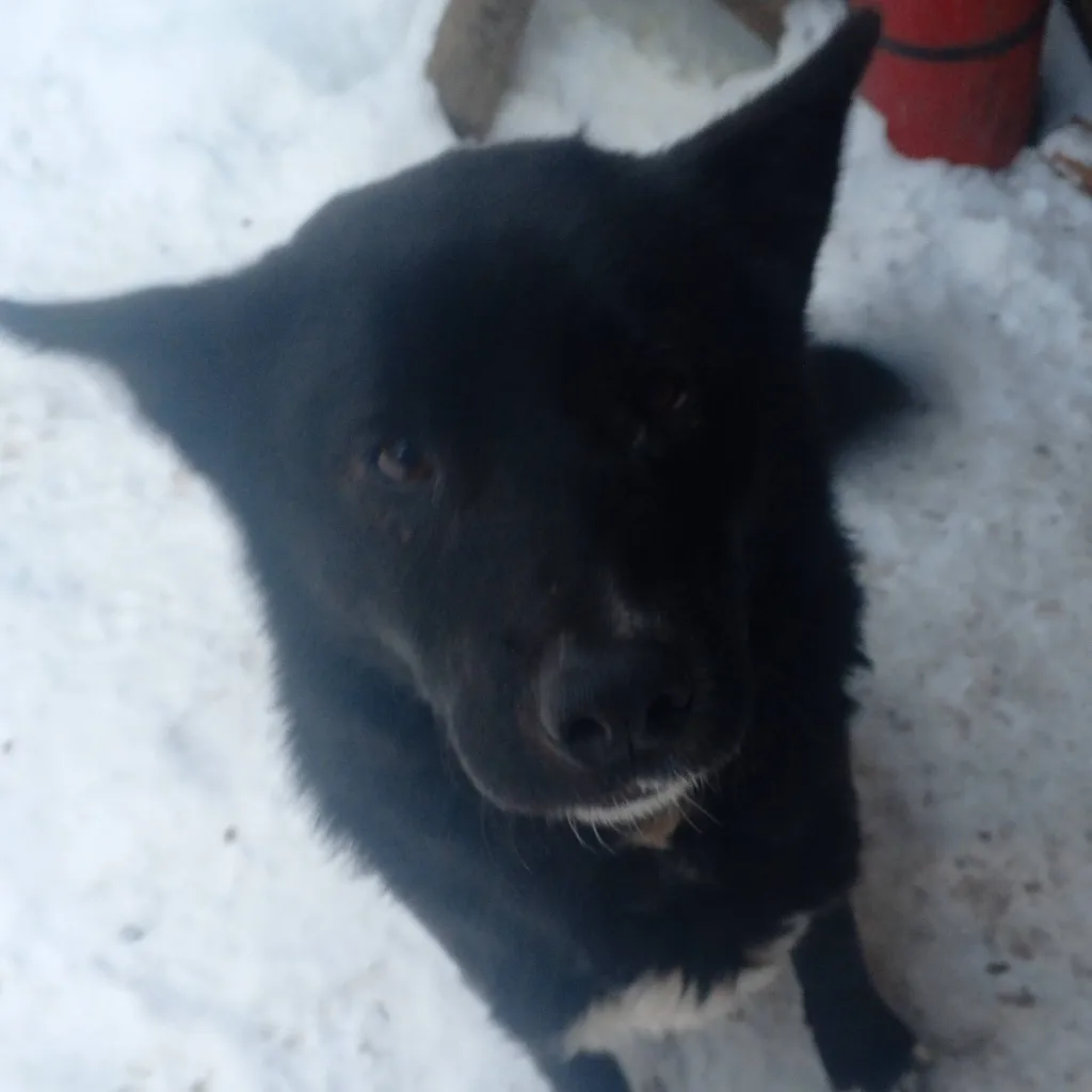 chat with ai character: 🐕‍🦺 