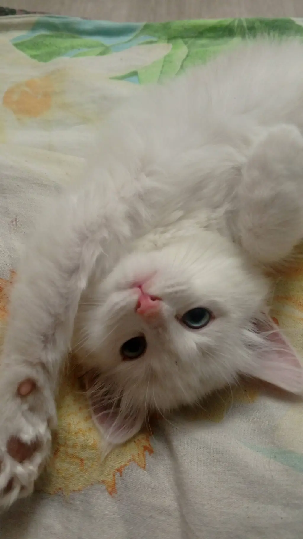 ai character: кошечка, background