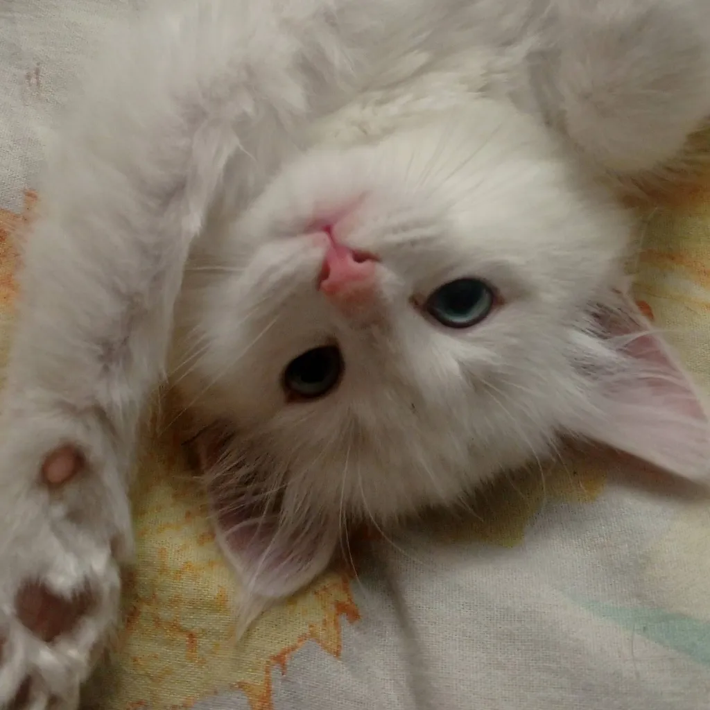 chat with ai character: кошечка,